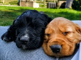 Sprocker Spaniel