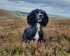 Sprocker Spaniel