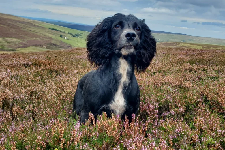 Sprocker Spaniel