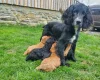 Sprocker Spaniel