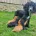 Sprocker Spaniel