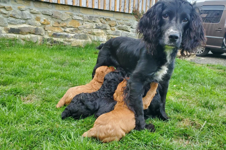 Sprocker Spaniel