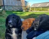 Sprocker Spaniel