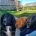 Sprocker Spaniel
