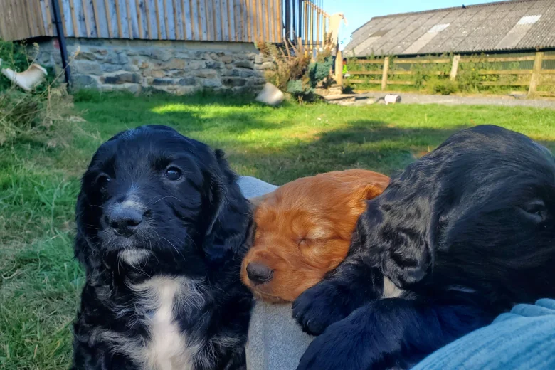 Sprocker Spaniel