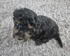 Yorkiepoo