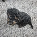 Yorkiepoo