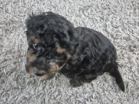 Yorkiepoo