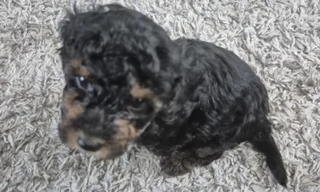 Yorkiepoo