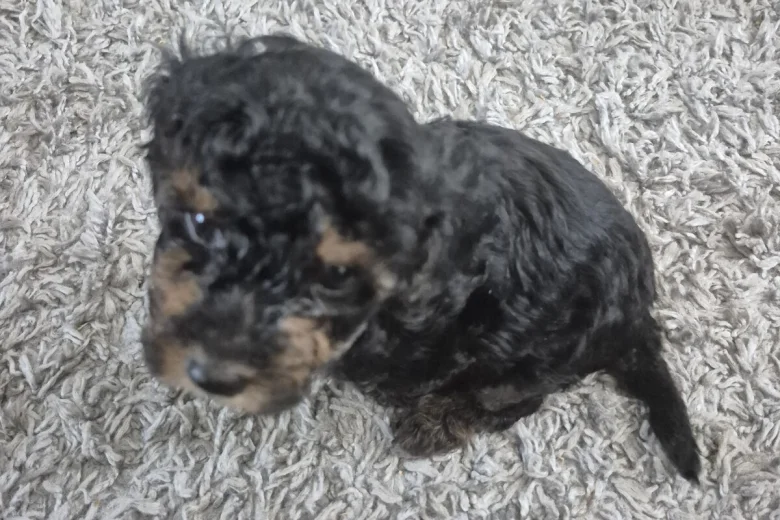 Yorkiepoo