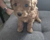 Yorkiepoo