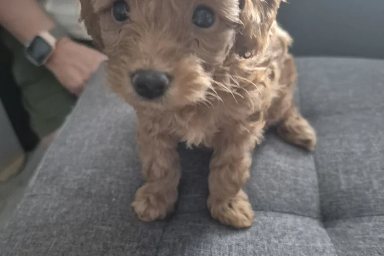 Yorkiepoo