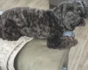 Yorkiepoo