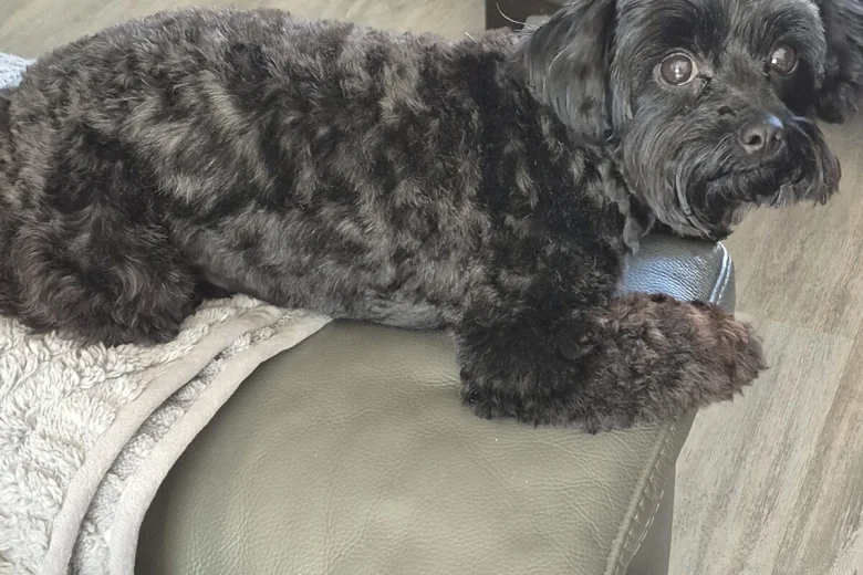Yorkiepoo