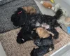 Yorkiepoo