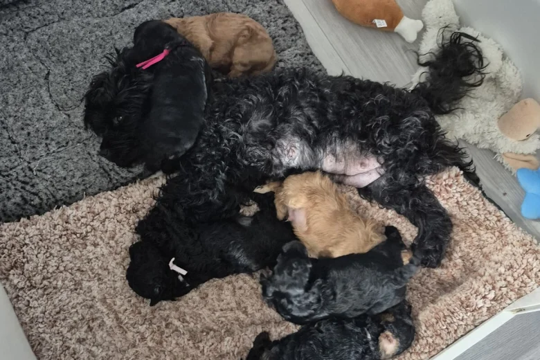 Yorkiepoo