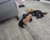 Yorkiepoo