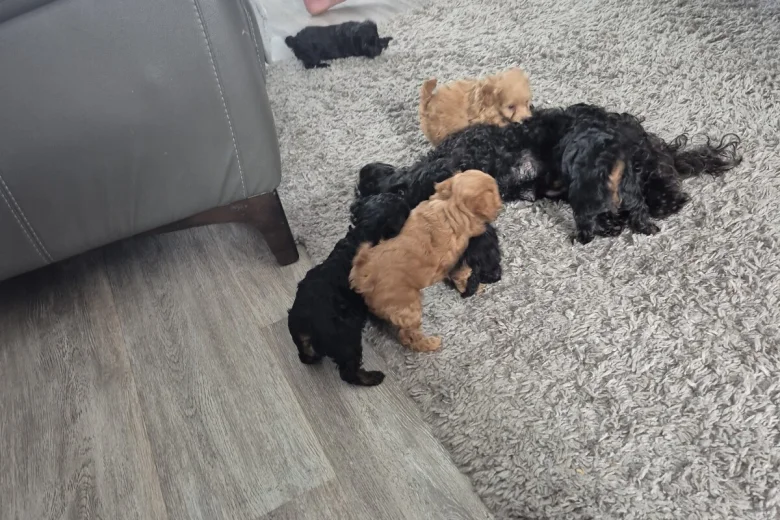 Yorkiepoo