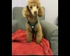 Yorkiepoo
