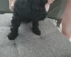 Yorkiepoo