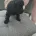 Yorkiepoo