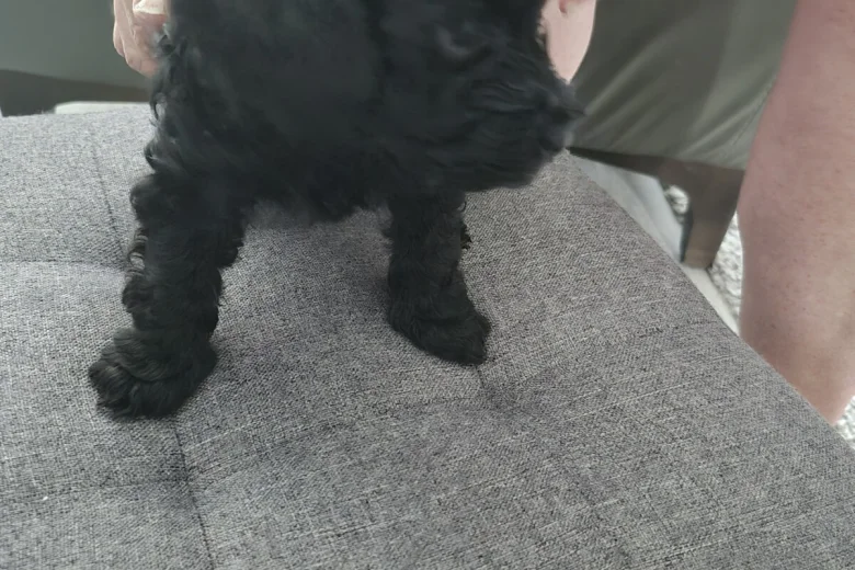Yorkiepoo