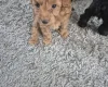 Yorkiepoo