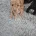 Yorkiepoo
