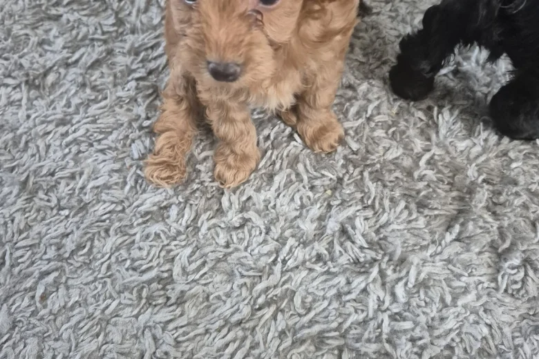 Yorkiepoo