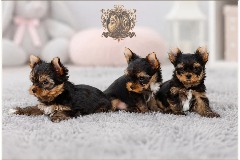 Yorkshire Terrier