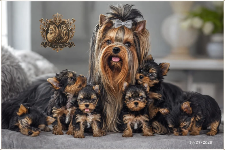 Yorkshire Terrier