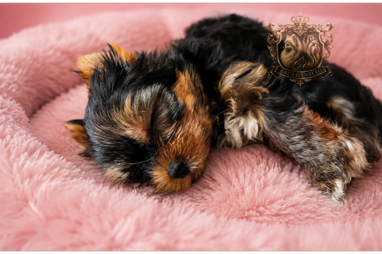 Yorkshire Terrier