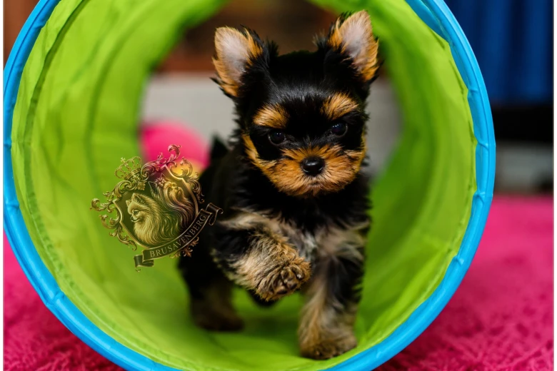 Yorkshire Terrier
