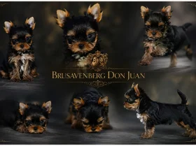 Yorkshire Terrier