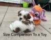 Shichon