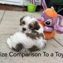 Shichon