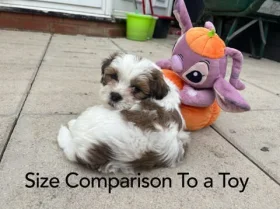 Shichon