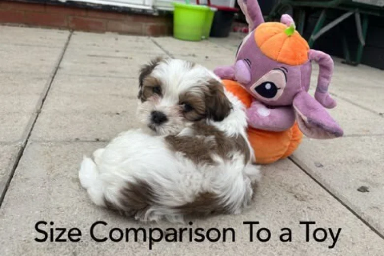 Shichon