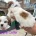 Shichon