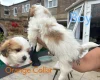 Shichon