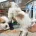 Shichon