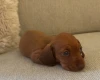 Dachshund (Miniature Smooth Haired)