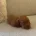 Dachshund (Miniature Smooth Haired)