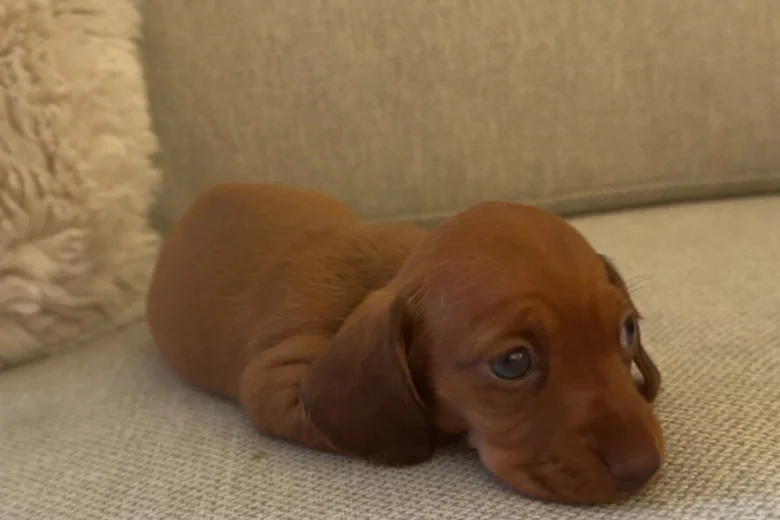 Dachshund (Miniature Smooth Haired)