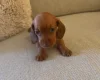 Dachshund (Miniature Smooth Haired)
