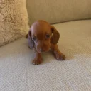 Dachshund (Miniature Smooth Haired)