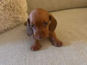 Dachshund (Miniature Smooth Haired)