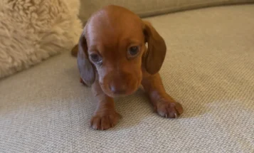 Dachshund (Miniature Smooth Haired)