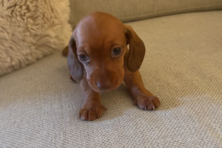 Dachshund (Miniature Smooth Haired)