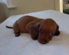 Dachshund (Miniature Smooth Haired)
